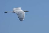 Czapla biała, Casmerodius albus, Ardea alba, Egretta alba