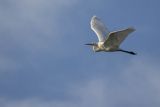 Czapla biała, Casmerodius albus, Ardea alba, Egretta alba