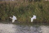 Czapla biała, Casmerodius albus, Ardea alba, Egretta alba