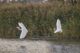 Czapla biała, Casmerodius albus, Ardea alba, Egretta alba