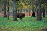 Puszcza Białowieska, Białowieża, rezerwat pokazowy żubrów, żubr Bison bonasus