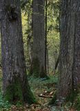 Białowieski Park Narodowy, rezerwat ścisły