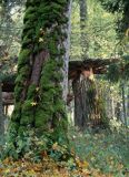 Białowieski Park Narodowy, rezerwat ścisły