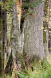 Puszcza Białowieska Białowieski Park Narodowy