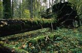 Puszcza Białowieska, Białowieski Park Narodowy, rezerwat ścisły