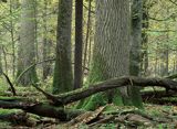 Białowieski Park Narodowy, rezerwat ścisły