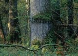 Białowieski Park Narodowy