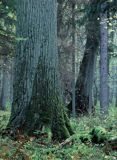 Białowieski Park Narodowy, rezerwat ścisły