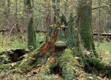 Białowieski Park Narodowy, rezerwat ścisły