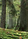 Białowieski Park Narodowy, rezerwat ścisły