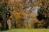 Białowieża park pałacowy dęby