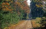 Białowieża, Puszcza Białowieska