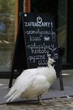 Warszawa, Łazienki Królewskie, biały paw, Pavo cristatus