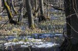 Ols, Biebrzański Park Narodowy, Podlasie