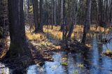 Ols, Biebrzański Park Narodowy, Podlasie