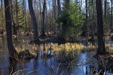 Ols, Biebrzański Park Narodowy, Podlasie