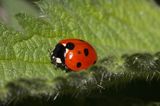 Biedronka siedmiokropka, Coccinella septempunctata