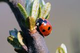 Biedronka siedmiokropka, Coccinella septempunctata