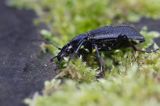 biegacz skórzasty Carabus coriaceus