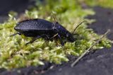 biegacz skórzasty Carabus coriaceus