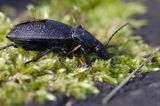 biegacz skórzasty Carabus coriaceus