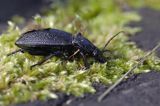 biegacz skórzasty Carabus coriaceus