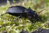 biegacz skórzasty Carabus coriaceus