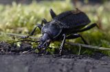 biegacz skórzasty Carabus coriaceus i roztocz