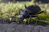 biegacz skórzasty Carabus coriaceus