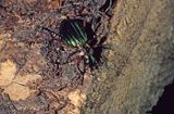 biegacz zielonozłoty Carabus auronitens)