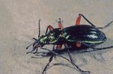 biegacz zielonozłoty Carabus auronitens)