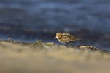 Biegus malutki, Calidris minuta