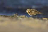 Biegus malutki, Calidris minuta