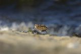 Biegus malutki, Calidris minuta