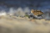 Biegus malutki, Calidris minuta