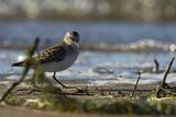 Biegus malutki, Calidris minuta