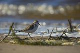 Biegus malutki, Calidris minuta