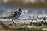 Biegus malutki, Calidris minuta