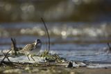 Biegus malutki, Calidris minuta