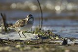 Biegus malutki, Calidris minuta
