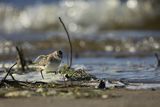 Biegus malutki, Calidris minuta