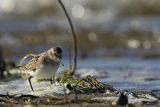Biegus malutki, Calidris minuta