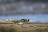 Biegus malutki, Calidris minuta