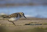 Biegus malutki, Calidris minuta