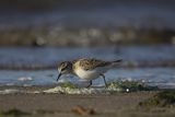 Biegus malutki, Calidris minuta