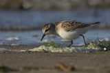 Biegus malutki, Calidris minuta