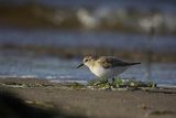 Biegus malutki, Calidris minuta