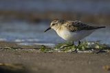 Biegus malutki, Calidris minuta
