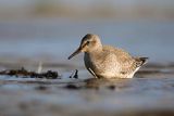 Biegus rdzawy, Calidris canutus