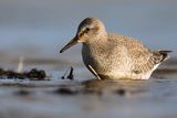 Biegus rdzawy, Calidris canutus